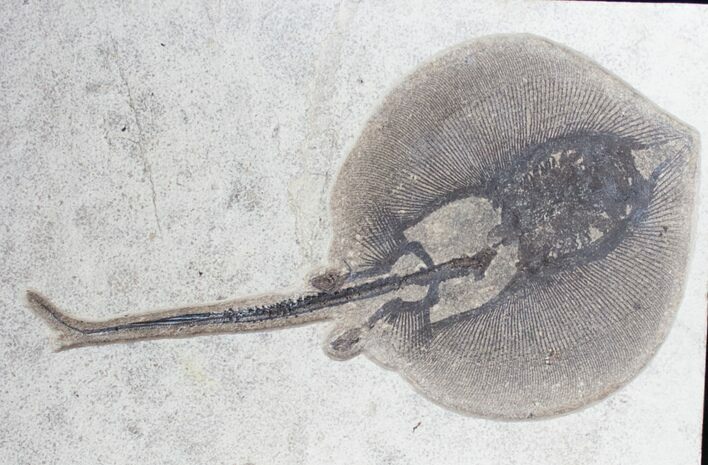 Exceptional Heliobatis Stingray Fossil - Wyoming #12659